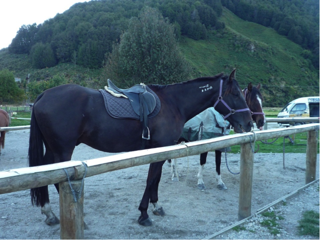乗馬体験で乗った馬